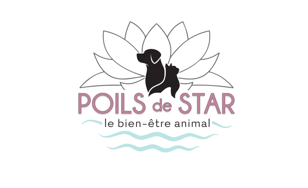 Lire la suite à propos de l’article Notre site internet enfin disponible !